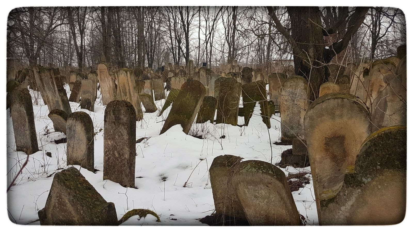 The Jewish cemetery of Rădăuți in winter; the stones of Eisig and Lea Brecher stand here.